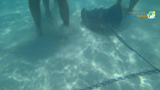 Stingrey city - Cayman Island - Stingrey game and snork смотреть онлайн