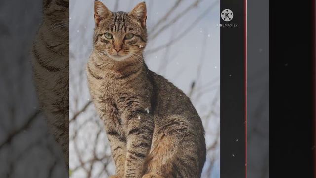 Fact2//जानवरो से जुड़े 5 रोचक तथ्य//fact about animal//cat//tiger//golden figent//amazing fact смотреть онлайн