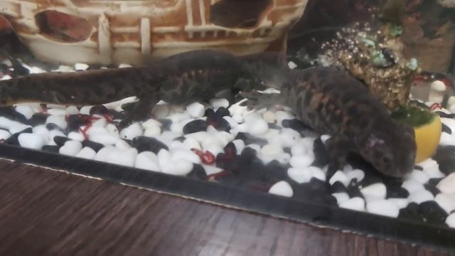 тритоны кушают ? смотреть онлайн