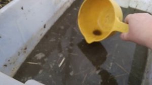 Куриный помёт для клубники. Как правильно разводить куриный помёт для подкормки растений.