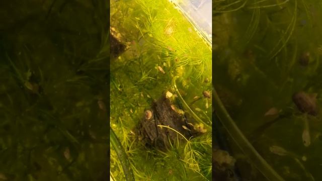 Мальки едят дафнию смотреть онлайн