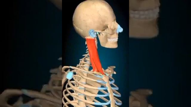 Human skeletal muscle смотреть онлайн