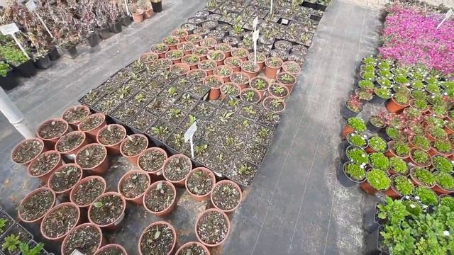 Как купили в садовом центре г.Краснодара первые саженцы на новое подворье в марте.#садовыйцентр смотреть онлайн