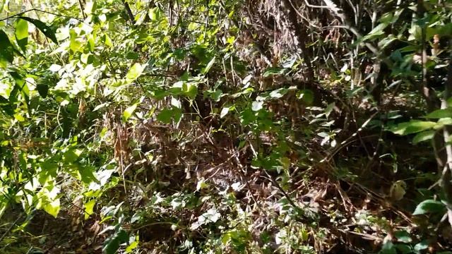 Пришлось лазить в забродниках.... трудовая рыбалка на окуня смотреть онлайн