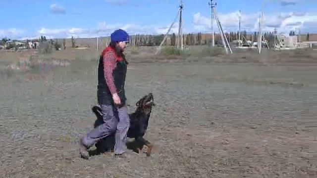 Ротвейлер Царица. Послушание. смотреть онлайн