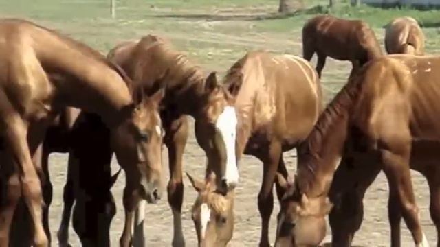 Донские жеребчики годовички из к/з Зимовниковский смотреть онлайн