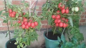 Томат Комнатный сюрприз, снимаем урожай