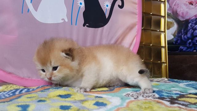 Маленький котенок шиншилла золотая смотреть онлайн