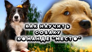 Как научить собаку команде «Место»