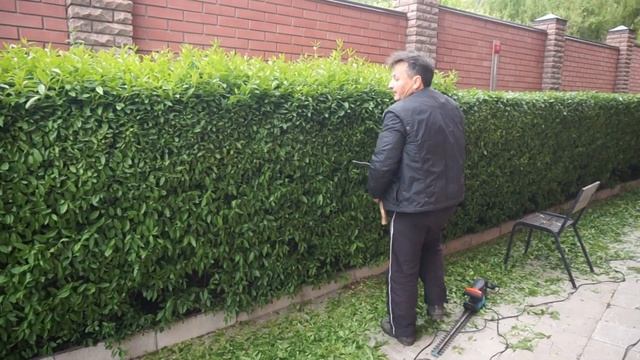 Стрижка живой изгороди! Вульгарная бирючина!