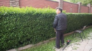 Стрижка живой изгороди! Вульгарная бирючина!