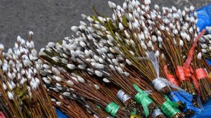 В РПЦ дали совет, как освятить вербы дома