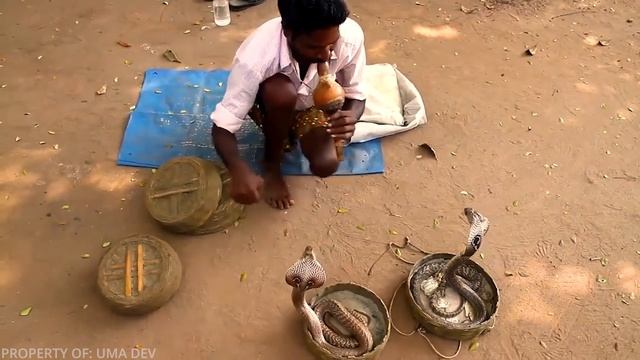 Кобра Против Заклинателя Змей и Почему Змея Танцует Под Его Дудку? смотреть онлайн