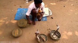 Кобра Против Заклинателя Змей и Почему Змея Танцует Под Его Дудку?