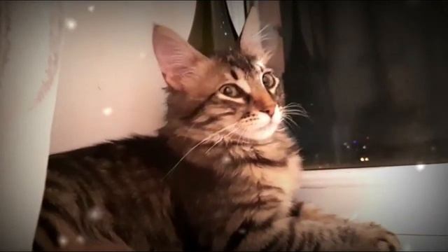 Кот и ночной пейзаж (блюз перед сном) смотреть онлайн