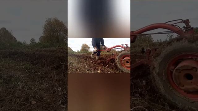 Распашка целины под картофель мотоблоком мтз