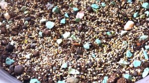 Как вырастить ЛИТОПСЫ ИЗ СЕМЯН. Тонкости выращивания СЕЯНЦЕВ ЛИТОПСОВ