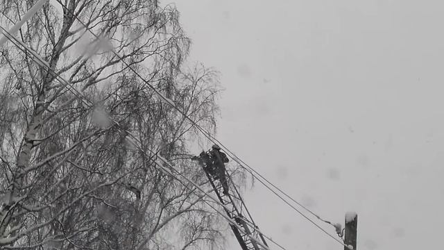 Карельские спасатели снимают кошку с дерева смотреть онлайн