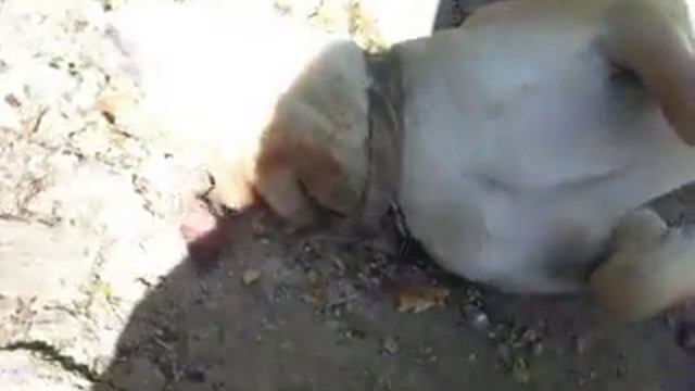 Проверка нового фотоаппарата Nikon 6 mp смотреть онлайн