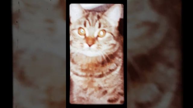 Как проходит мое утро текст за мной гоняется Хозяйка как зомби и хочется как будто бы меня украсть смотреть онлайн