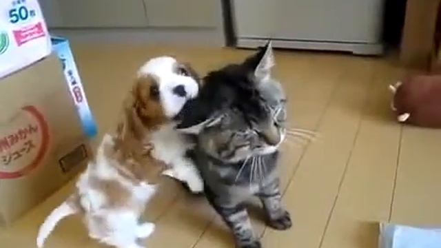 Маленький щеночек и кот лучшие друзья | A little puppy and a cat are the best friends смотреть онлайн