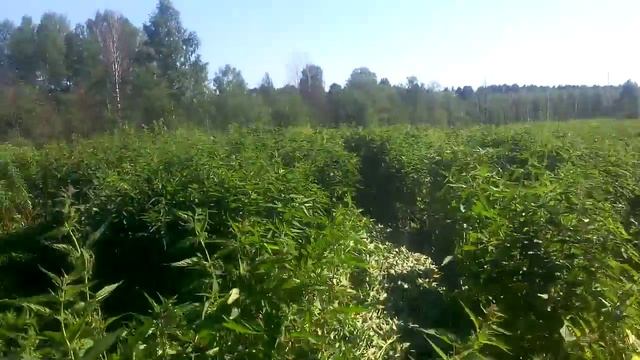 квадроцентр ящерка болдеет смотреть онлайн