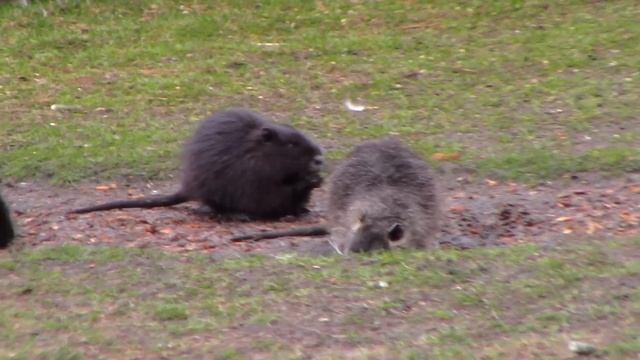Диприз Сказка для детей и взрослых Парк экзотических животных смотреть онлайн