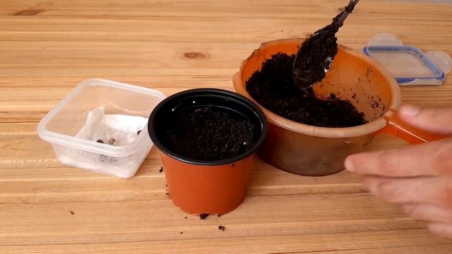Bird of Paradise germinated 🌱😍 смотреть онлайн