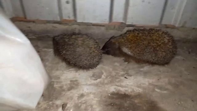 3 ЕЖА ПОДРАЛИСЬ ИЗ-ЗА ЕДЫ! КАК ФЫРКАЮТ ЕЖИ! ССОРА ЕЖЕЙ! смотреть онлайн