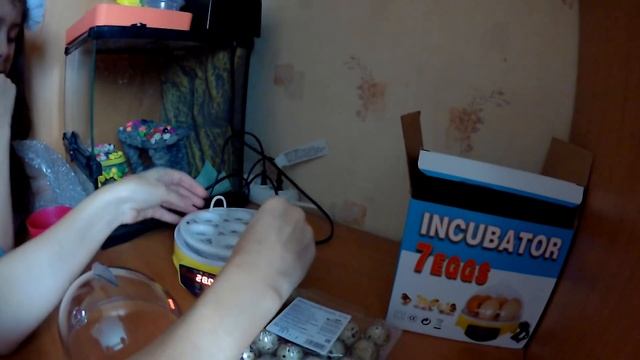 Магазинные перепелиные яйца. Из одного из них вылупился потом наш перепеленок! Часть 1. смотреть онлайн