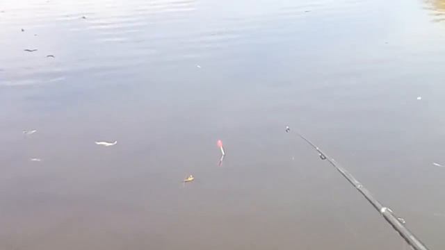 Карась - живец