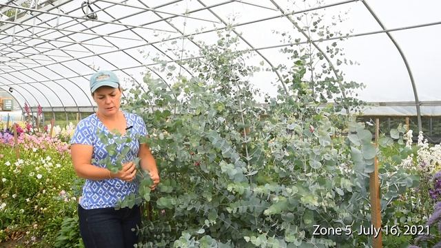 Overwinter Flowers Tunnel: Eucalyptus 'Silver Dollar' & 'Silver Drop' смотреть онлайн