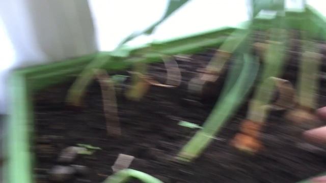 ОГОРОД НА БАЛКОНЕ||#10!||ПЕРВЫЙ АРБУЗ смотреть онлайн