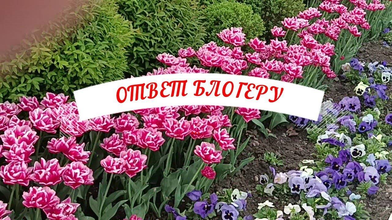 Ответ заокеанскому блогеру. Важна ли обратная связь блогер – подписчик? смотреть онлайн