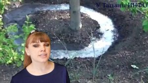 Почему опадают завязи у ВИШНИ и СЛИВЫ Как уберечь плоды?