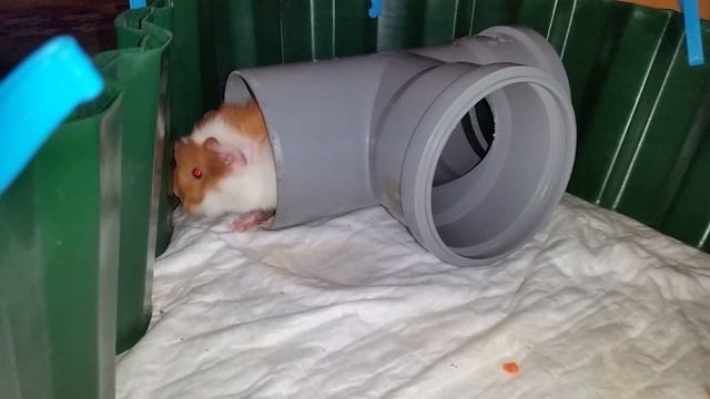 Морские свинки. Молодой самец ищет путь к самкам. смотреть онлайн