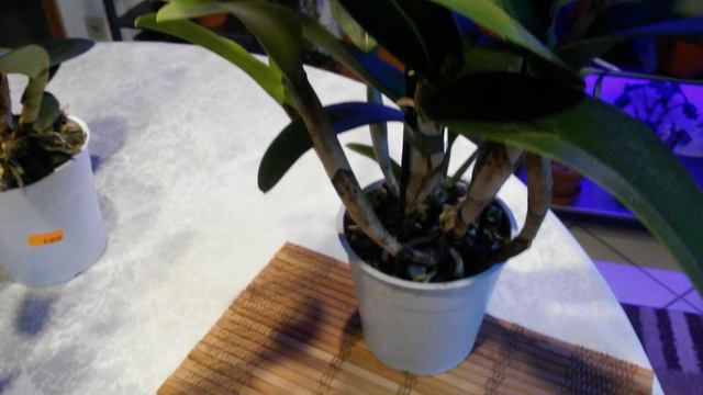 Покупка новых КАТТЛЕЙ. Тежело устоять 😊 смотреть онлайн