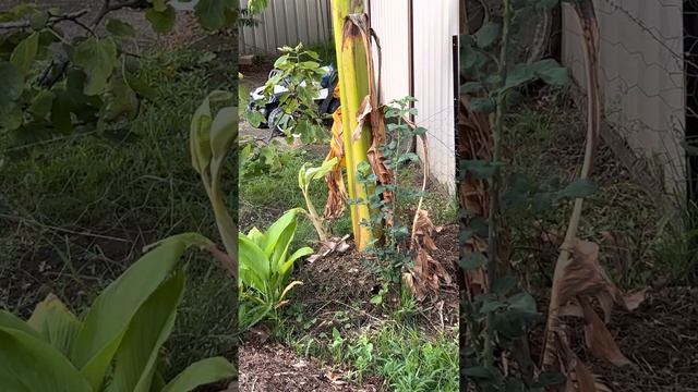 Blue Java Update смотреть онлайн