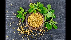 Полезные свойства пажитника