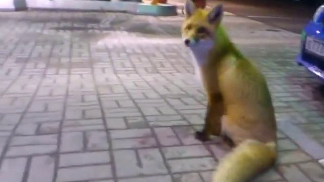 Лиса на заправке в Сортавала смотреть онлайн