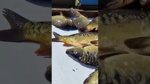 Каньон 05.06.2023. отзыв о рыбалке #каньон #отзыворыбалкеканьон смотреть онлайн