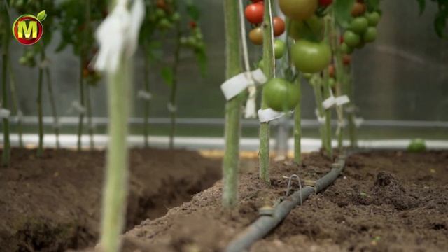 ? ГИБРИДЫ ТОМАТОВ для ТЕПЛИЦ в условиях средней полосы России смотреть онлайн