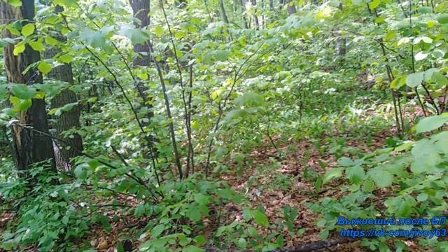 ПВД Гаврилова поляна - г. Серная - с. Ширяево #впбп #jivoy63