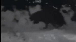 Кавказская овчарка против волка