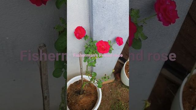 Fisherman's Friend rose смотреть онлайн