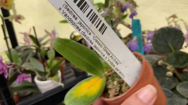 Part 3 Greenhouse & Orchid Collection Update & Tour. смотреть онлайн