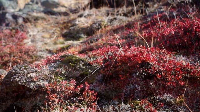Прогулка на озеро Зелёное, Камчатка смотреть онлайн
