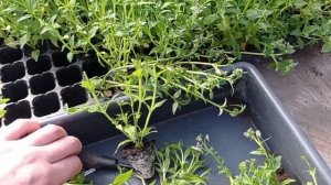 Немезия  обрезка и высадка черенка.