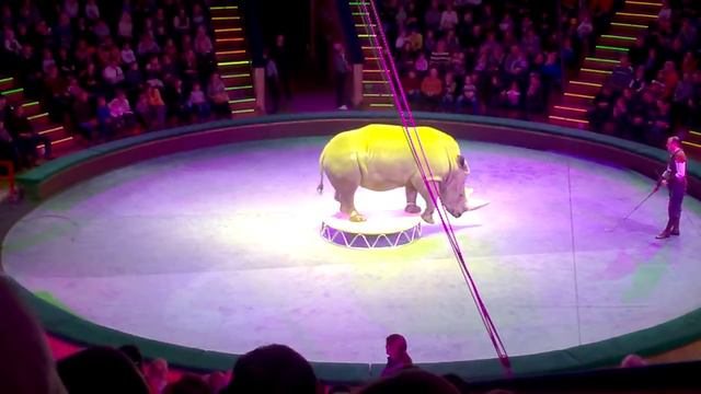 Дрессированный носорог/trained rhino смотреть онлайн