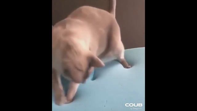 Pets world и приколы смешные с котами, кошками, про котов, про животных 2019 funny cats, animals смотреть онлайн